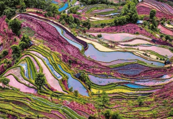 Colori fantastici del paesaggio cinese con le risaie in fiore